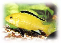 Pseudotropheus Estherae