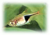 Harlequin Rasbora