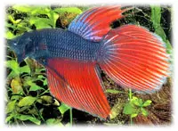 Betta Splendens male