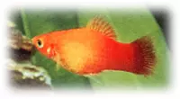 Platy maculatus