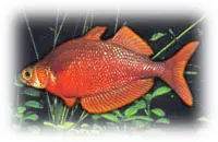 Red Rainbow Fish