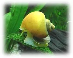 Apple Snail