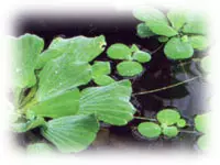 Water lettuce