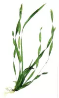 Vallisneria Erecta