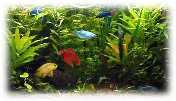 Tropical Aquarium Fish